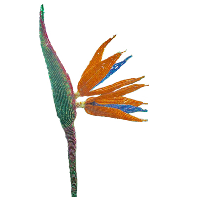Bird of Paradise
